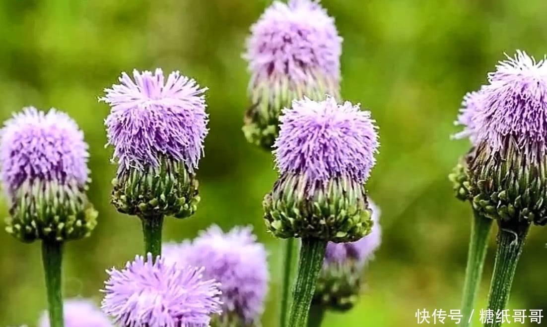 农村遍地都是的野草,小时候都叫不上名字,看看你认识哪几个