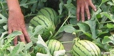 水果|湿气重的人，这3种水果要少吃，会加重“湿气”，少吃1种也不错