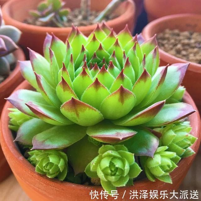浇水|多肉观音莲在夏季换盆不生根几个小妙招,蹭蹭生根快易爆盆