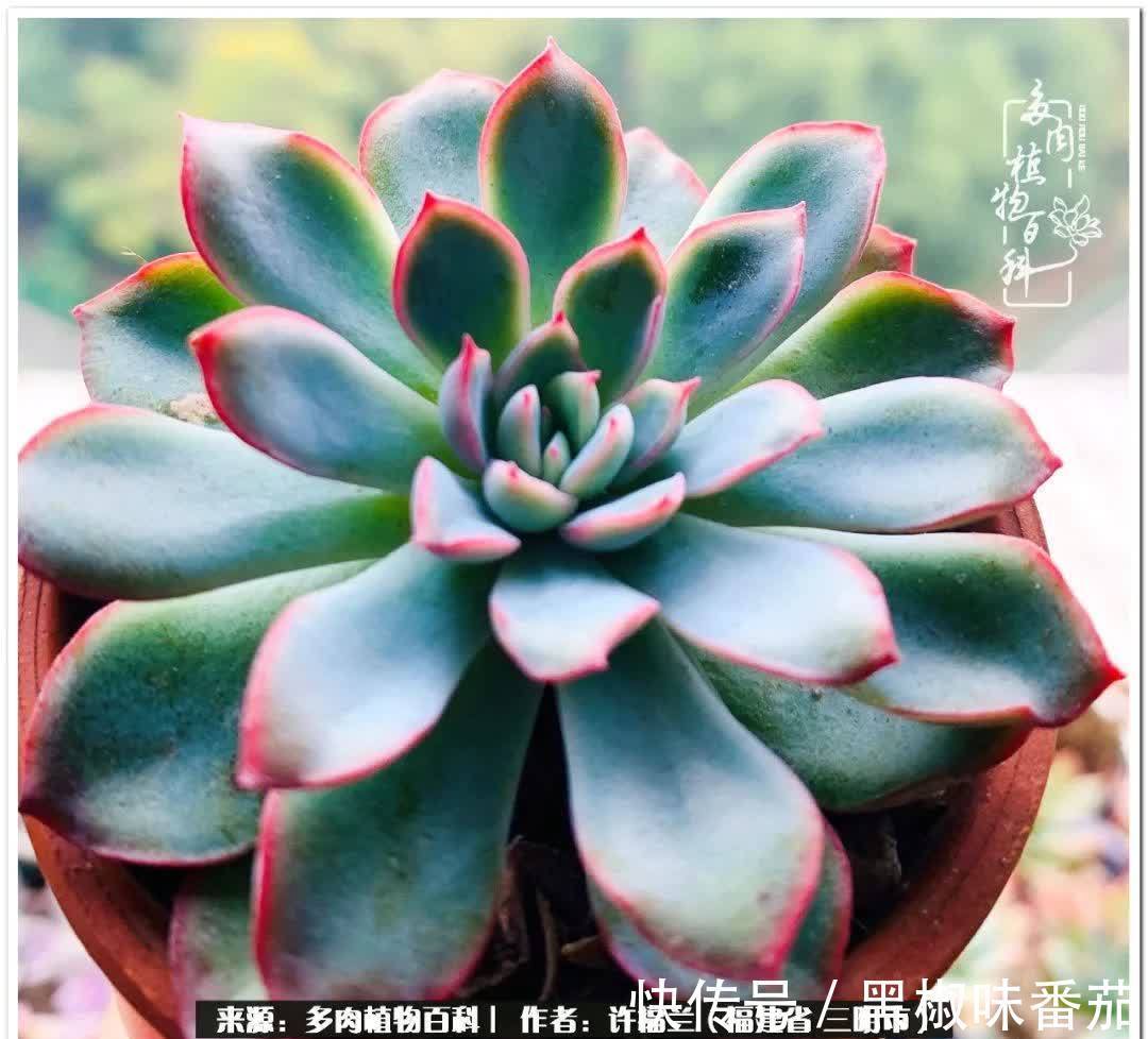 尖尖|养多肉两年,美丽与赏心悦目并存!