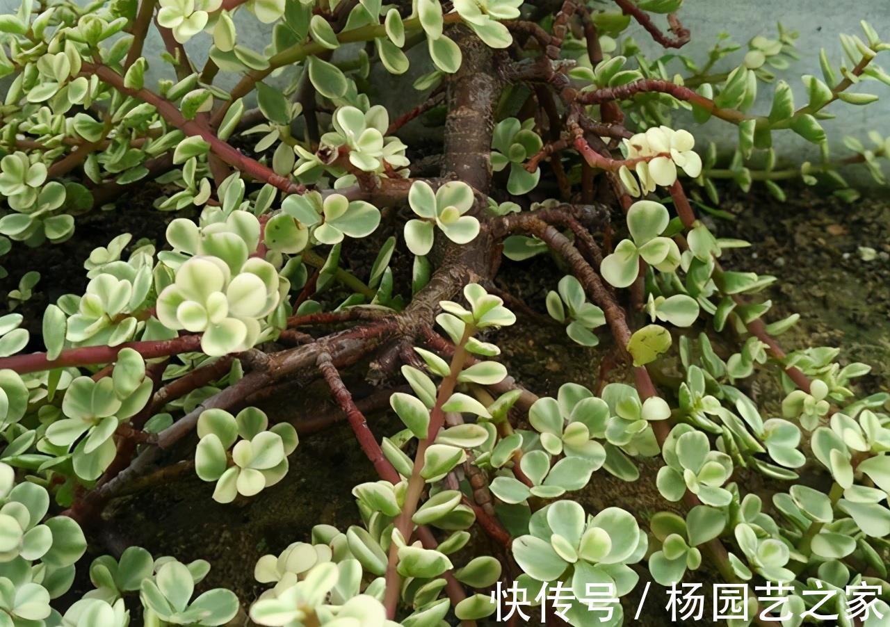 多肉|4种新手都能养好的多肉,需要经常修剪,剪一剪造型好易爆盆