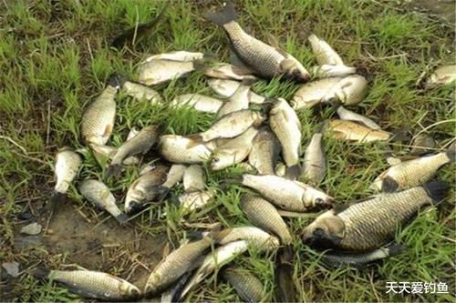 春季正是出大鲫鱼的时候,分享几款自制窝料的制作方法,次次大鲫大鲤