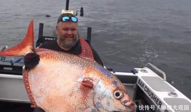 一刀切|日本的“天价月亮鱼”,厨师一刀切开后,才知道贵在哪