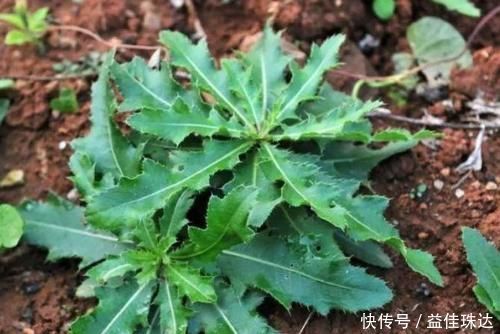 野菜|野菜中的养生之王，大城市花高价钱也难买，乡下却随处可见！