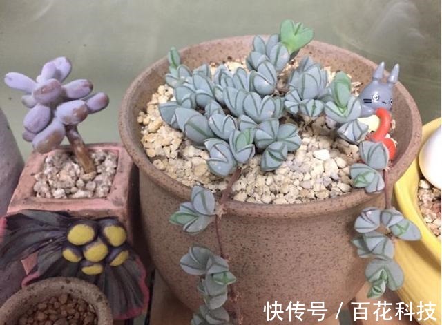 要点|60种多肉图鉴及养护要点,1分钟学会,超全超实用!