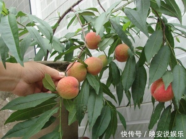 这几种能在阳台盆栽的果树,一棵结果全家吃不完,想吃就摘