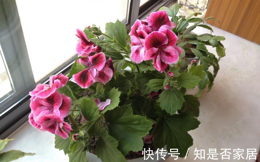 窍门|植物换盆有讲究!记住3个窍门,新手操作无需多担忧