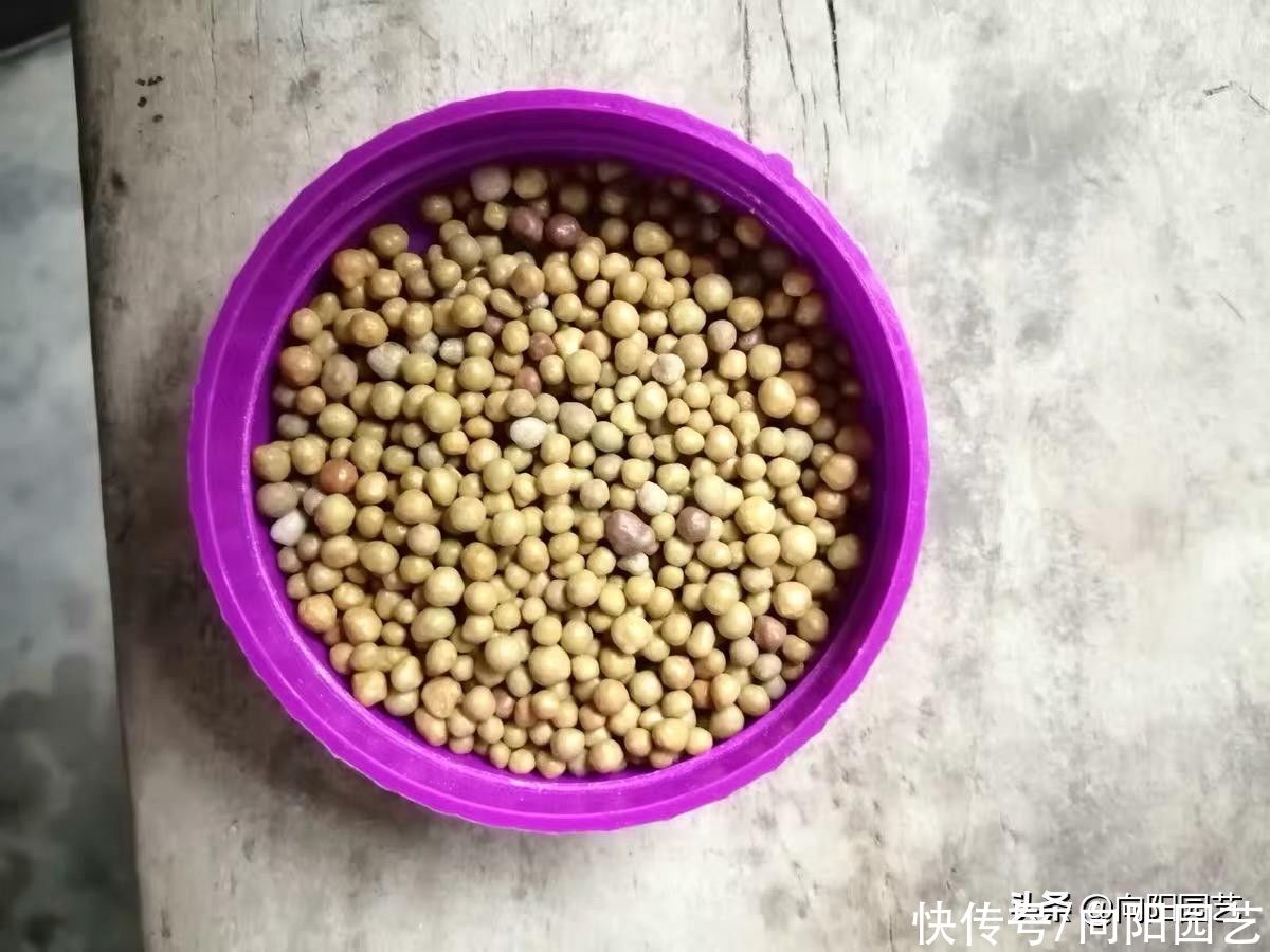 习性|养花，哪种肥料最好用？根据生长习性决定，合适才是最好的