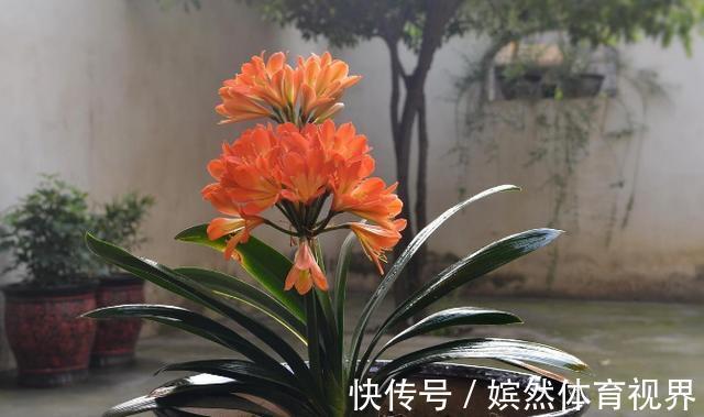 花卉|养君子兰，掌握4个小技巧，年年叶绿花艳、长爆盆