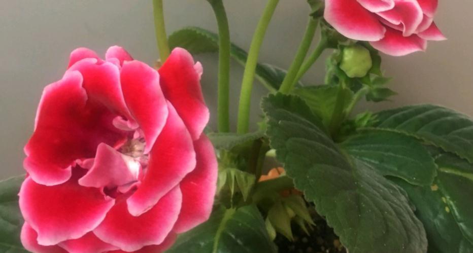 植物盆栽僵苗不长新叶，该怎么办？从这5方面下手，轻松搞定