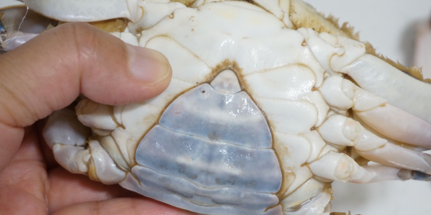 海螃蟹|爱吃梭子蟹不会挑?学会这3招,一挑一个准,个个又鲜又肥