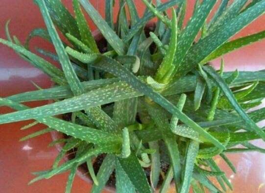 盆栽|夏季养芦荟,比起光照浇水,有“一点”更重要,侧芽多、长爆盆!