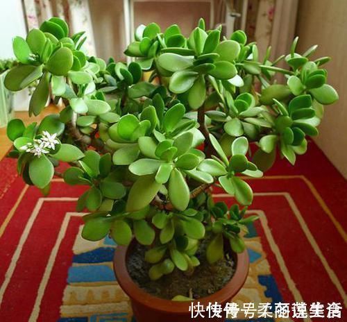 “招财”的2种花,客厅养1盆,养的越久越值钱,当传家宝都行