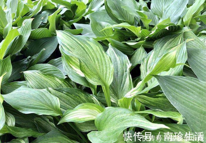 冬天|6种耐阴开花两不误的花,冬天养护也简单,开花很亮眼