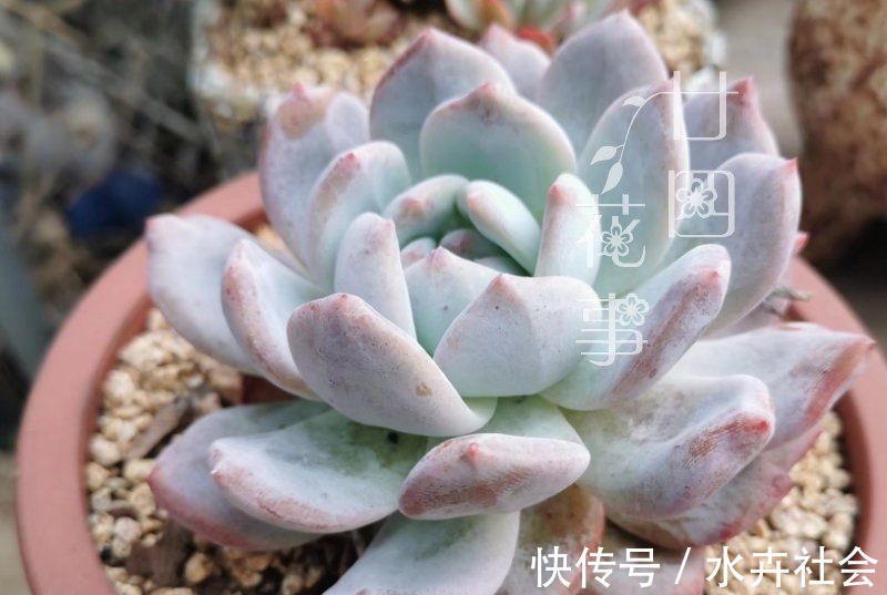 新手养多肉，常犯5个误区，不是多肉不好养，是你不会养