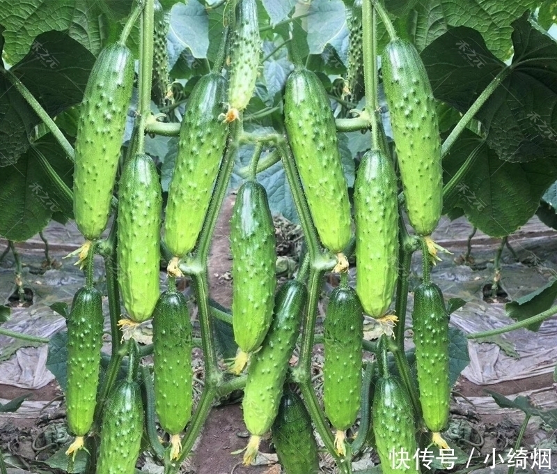 阳台不要再浪费，聪明人此样做，绿色健康，吃不完还可以卖