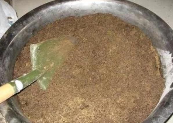 养不好马齿苋树,快用上“3种技巧”,越长越旺,不久成“盆景”