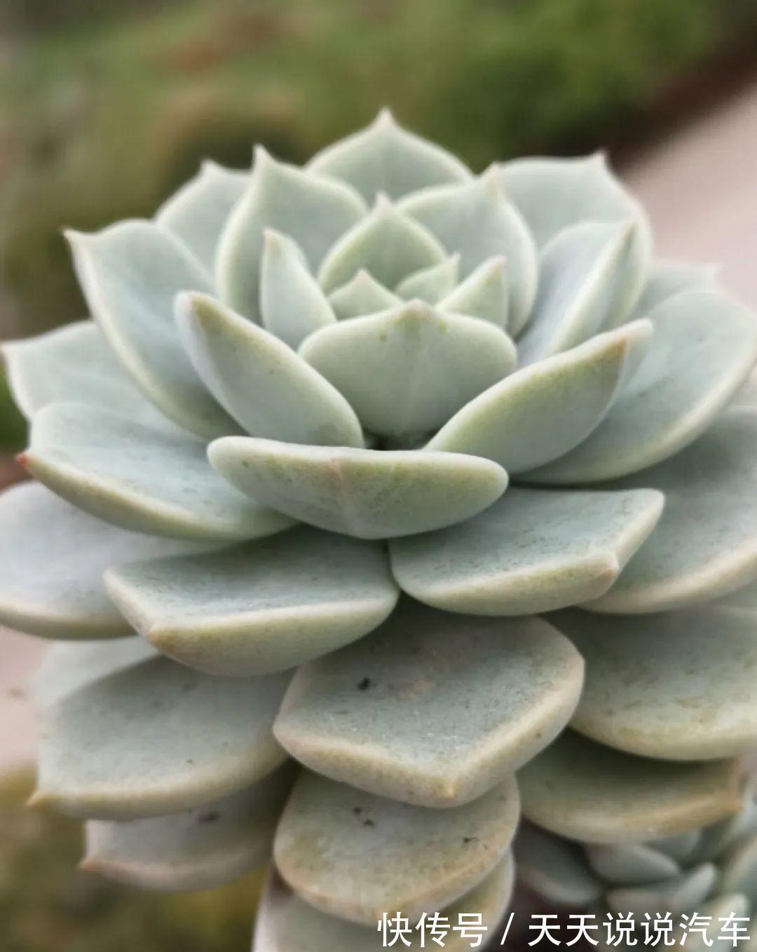 一个多肉小叶片,3个月后养爆盆,咋养的