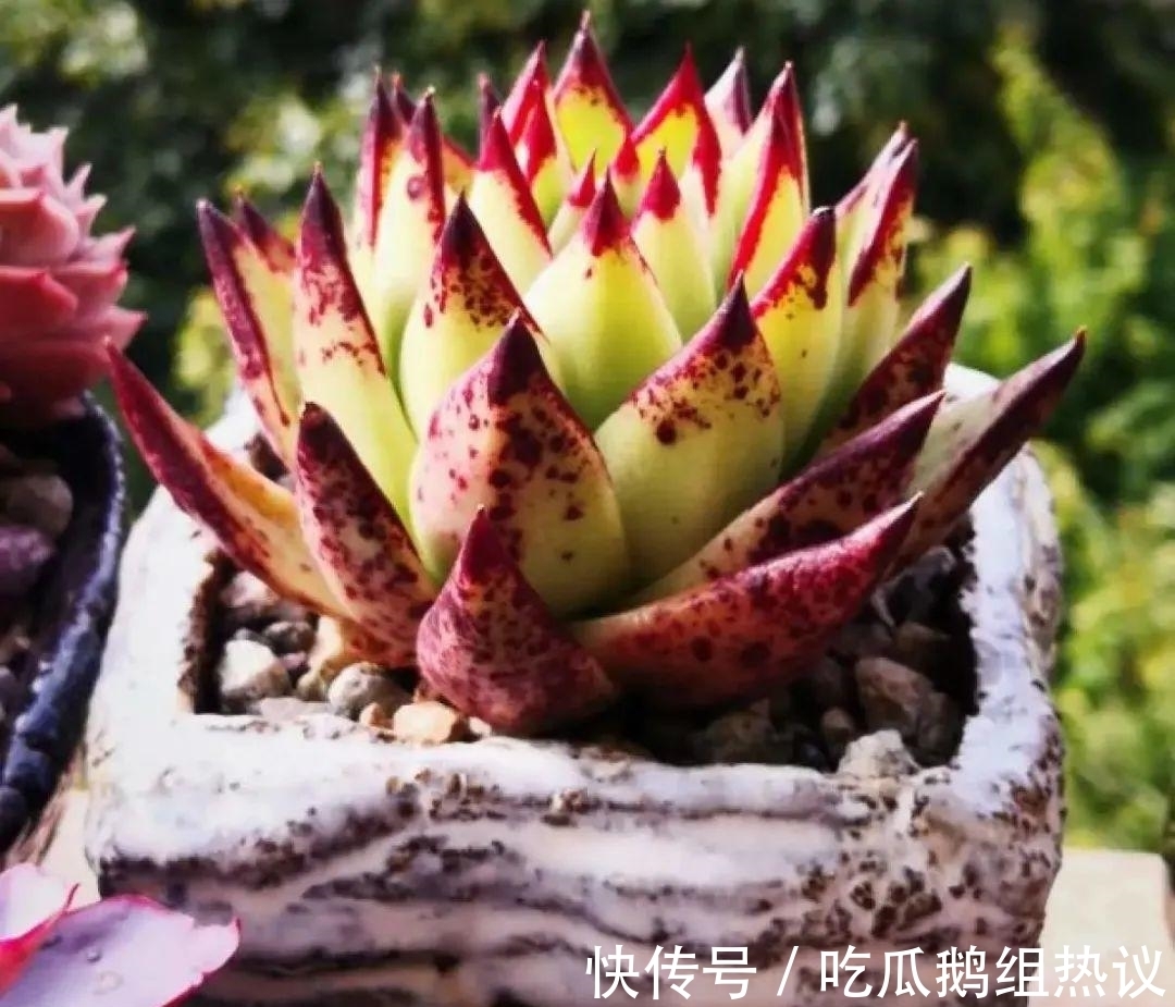 种花|9种花,夏天休眠了,一定少浇水,否则越浇越死