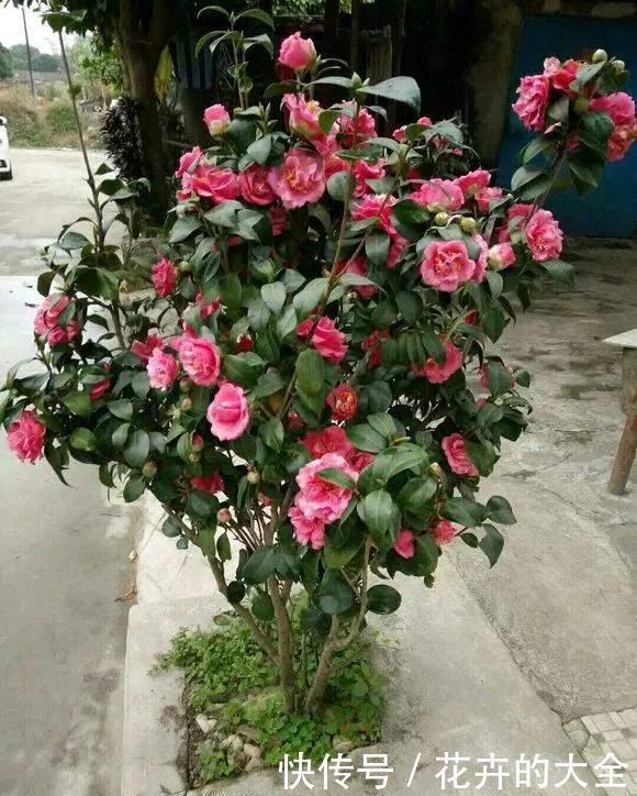 茶花|雨雪天冻不死的3种花,冬天开得旺,放家里喜庆又漂亮