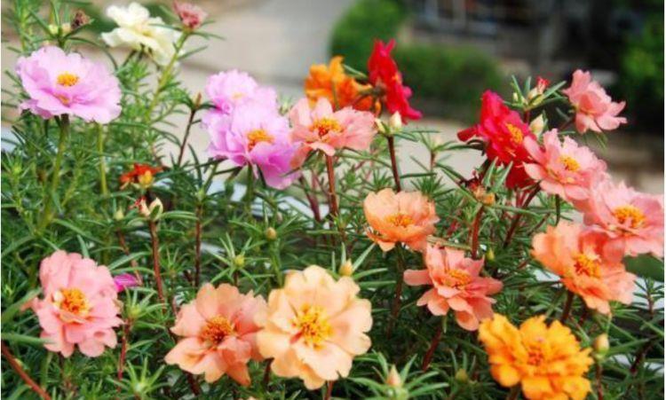 3种花养在家里超合适的，开花多花朵艳，一开就是200朵花