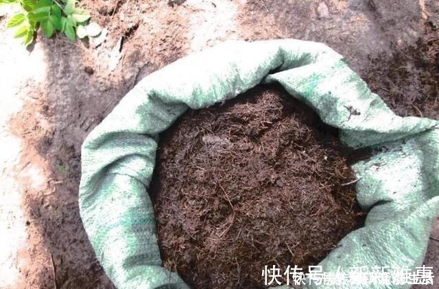 松针|家里花卉换盆，剩下“旧土”怎么办老花匠“这么”处理更肥沃！