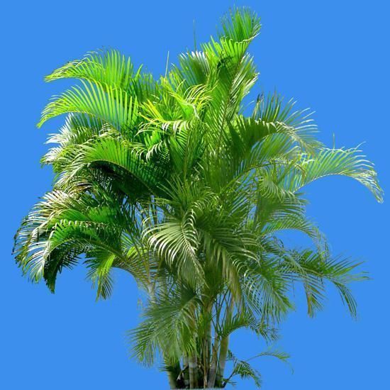 大气|4种“大气花”,富贵又漂亮,能吸灰尘净化空气,比绿萝强