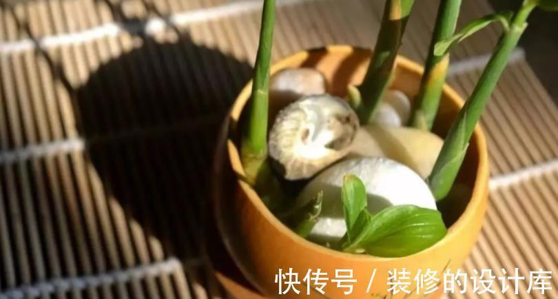 盆栽|吃不完的老姜这么一盆栽,来年就能收获新姜,平时堪当驱蚊剂