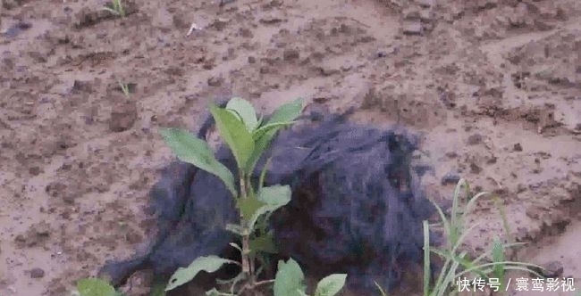 广陵区|江苏一男子高压电线下钓鱼,不慎触电,整个人“瞬间漆黑”