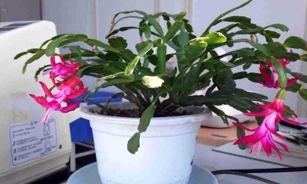 年宵花|阳台盆栽年宵花蟹爪兰，细节遵循4个要求，茎叶旺盛、开花多