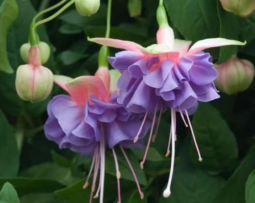 花期|4种花看一眼就难忘,楚楚动人,花期超长,给你一片花海!