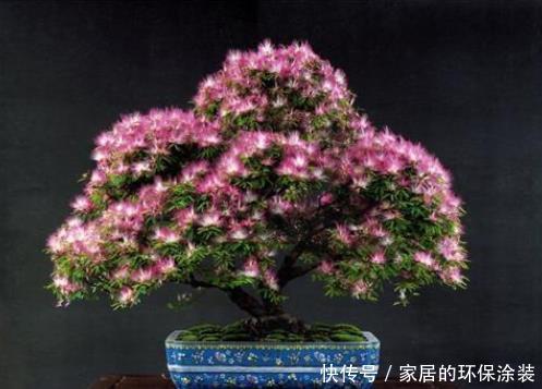 修剪|合欢花花语这么美好,好看又好养,值得拥有