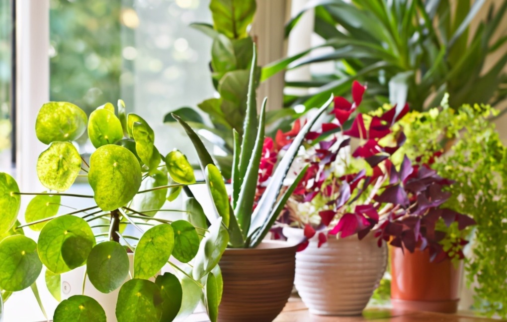 茶叶不能拿来养花,全扔了,真傻!一加工制肥,啥植物都能用