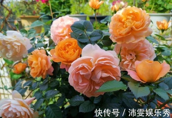 正月二十九后,4种招财花适合养在客厅,旺宅又聚财,事业高升!