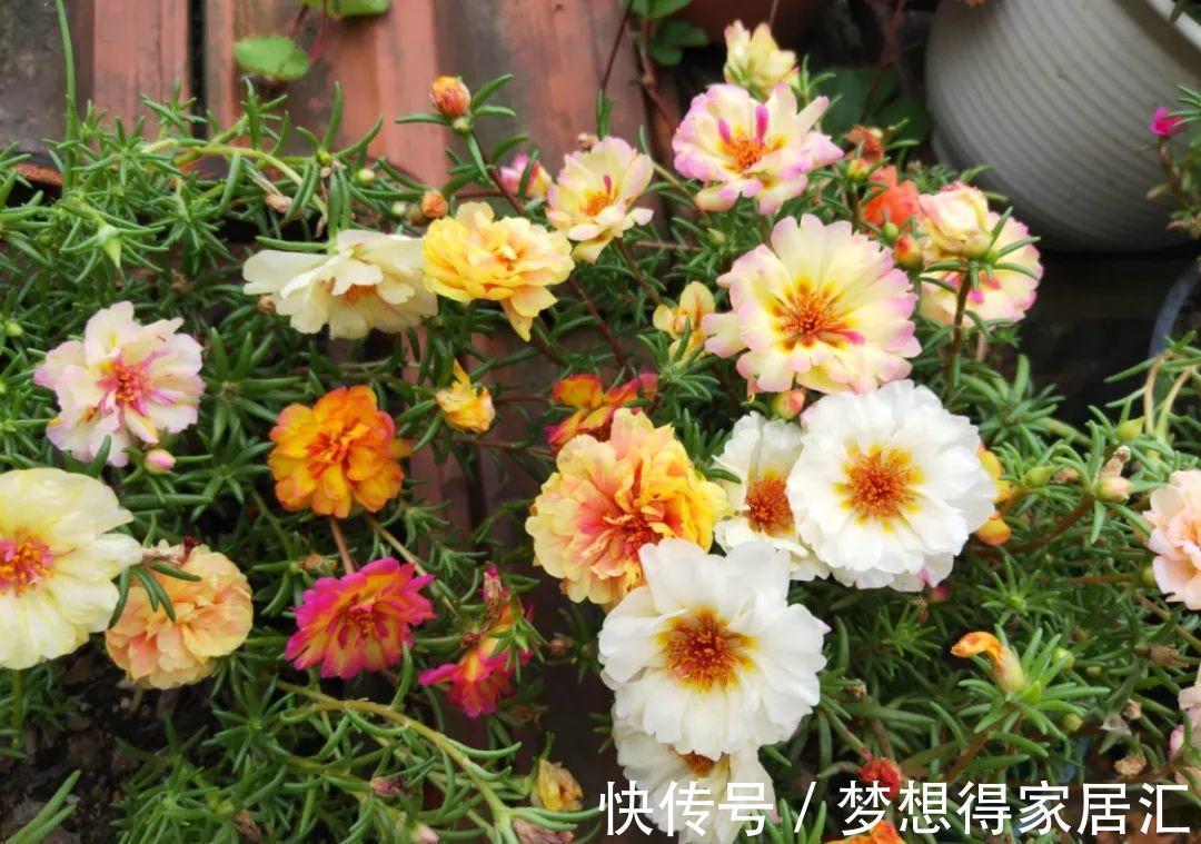 养到烦人的花,盆都不够用,扔掉还很心疼