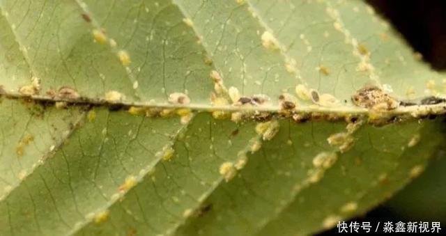 养花时很容易出现的6种病虫害,蚜虫、介壳虫和红蜘蛛都要可清除