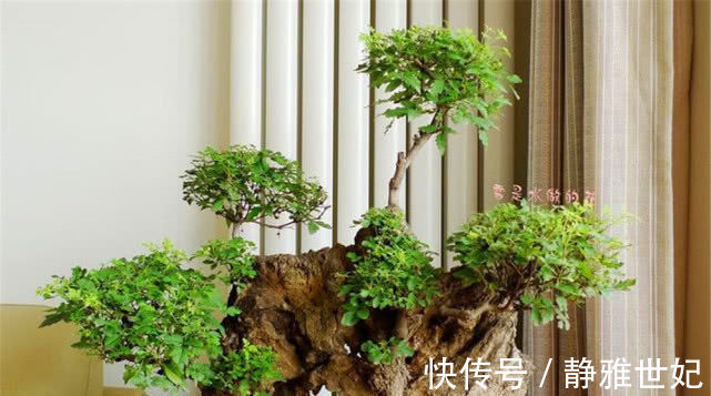 老农当柴烧的田埂“黄荆桩”,游客花50元买下,做成盆景真美