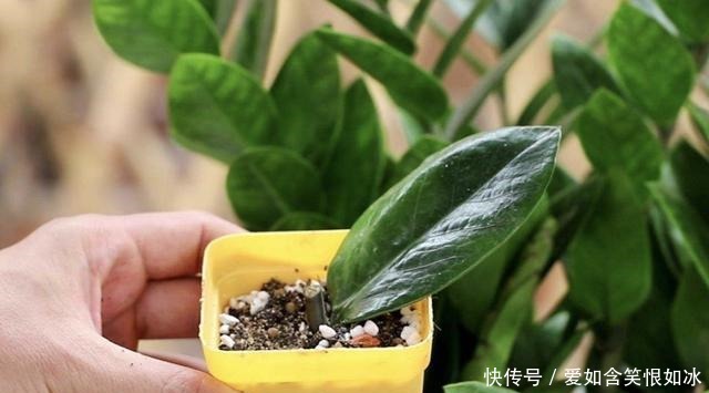 浇水|客厅养护“金钱树”，2个方法学好了，16天冒新芽，植株变高！