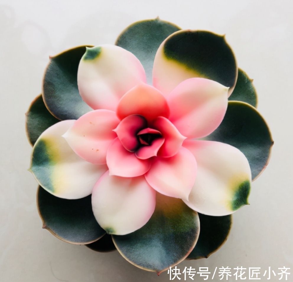 养多肉常犯5个“误区”，不是多肉不好养，而是你不了解它