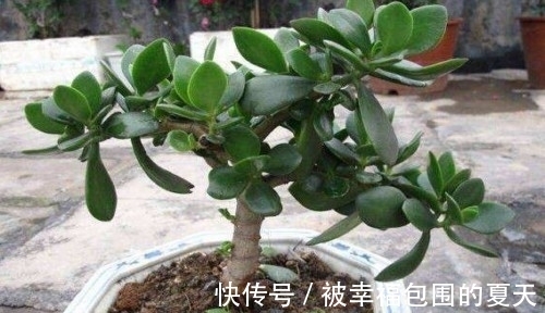 这5种植物难开花，想要赏花，该先学会“催花”小技巧