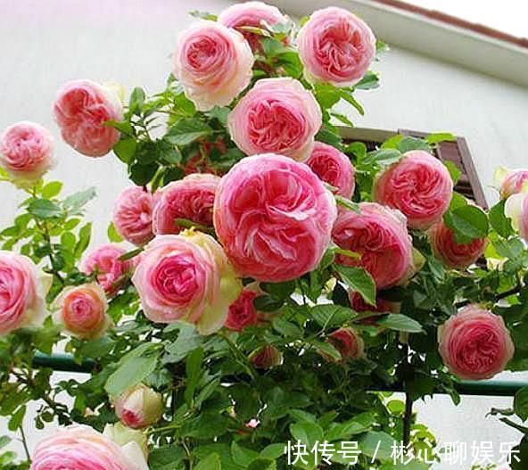 生根|用“河沙”扦插月季花，“小细节”别忽略，不黑杆，提高成活率