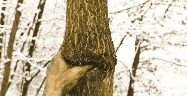 从来|一只“孤独”的手,握了一棵树50多年,从来都没有松开过!