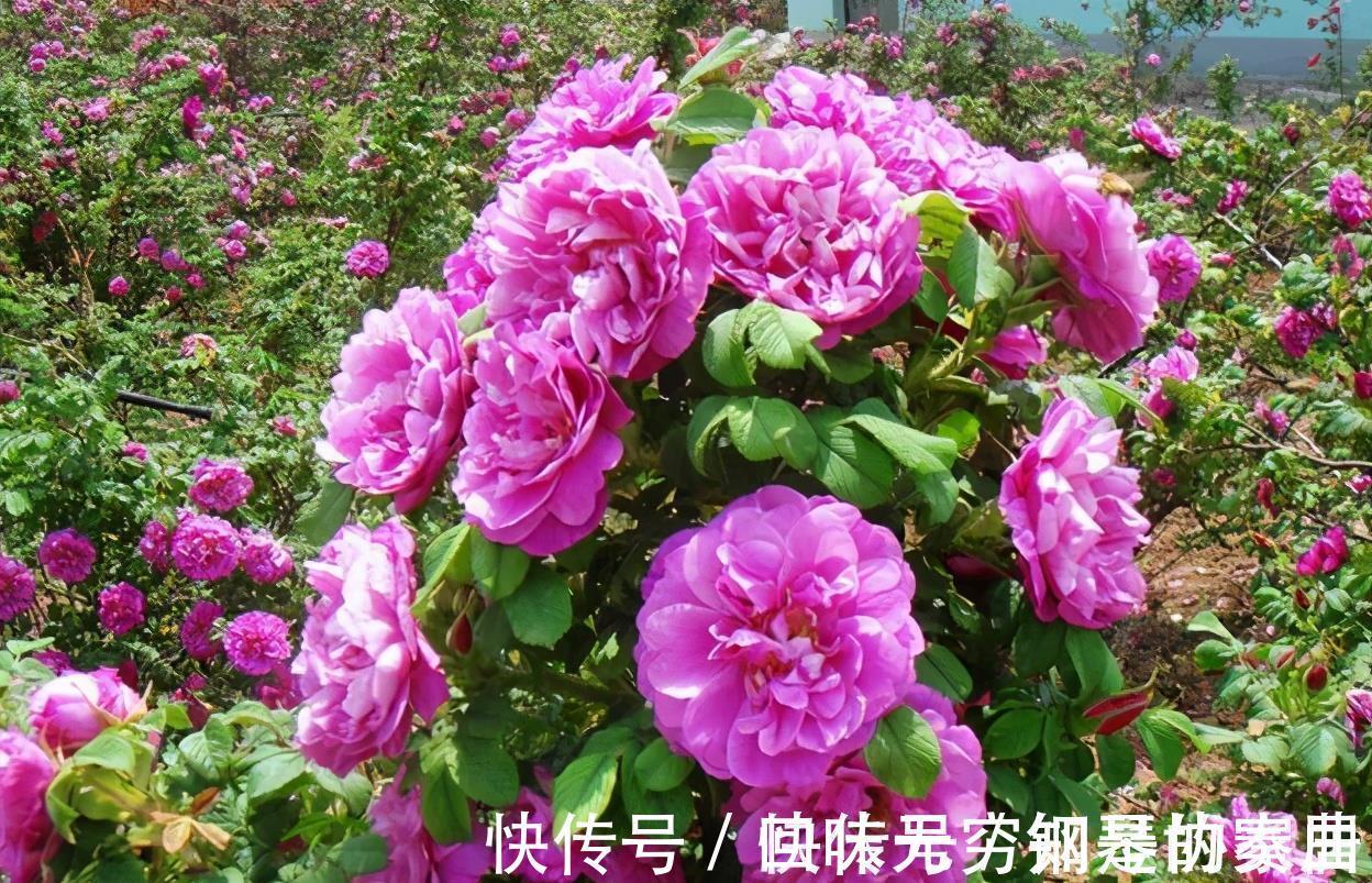 “漂亮花”,养人又养心,好看又好吃,是老中医的最爱