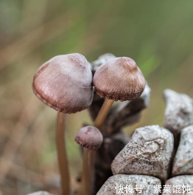 中年|“毒辣椒”又来了，伤肝且伤肾，能少吃则