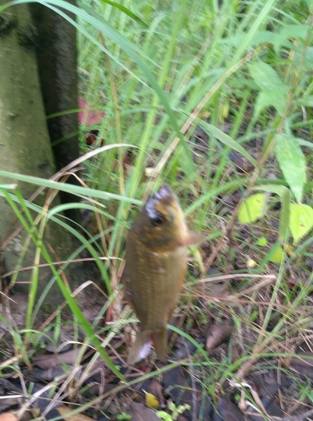 浮漂|野钓小技巧浮漂做一个小改动,惊鱼几率大降