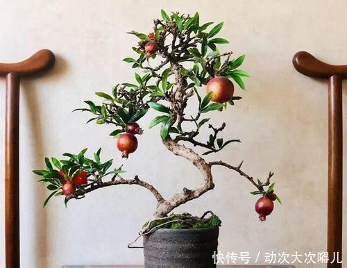 浇水|家里有这10种花,多修剪少浇水,能养成高价盆景