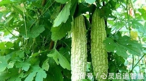 苦瓜|藏在食物中的“天然胰岛素”,糖尿病常吃,效果或比“胰岛素”好