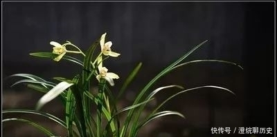 无眠|谢慧兰/昨夜无眠