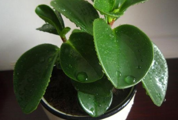 此花象征着公平公正，净化空气防辐射，电脑桌旁很常见！