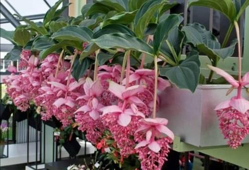 5种花很漂亮,但是不好养,冬天购买需要谨慎